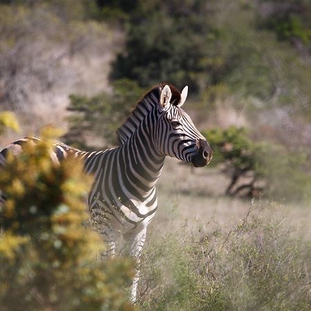 Bukela Game Lodge - Amakhala Game Reserve Zewnętrze zdjęcie