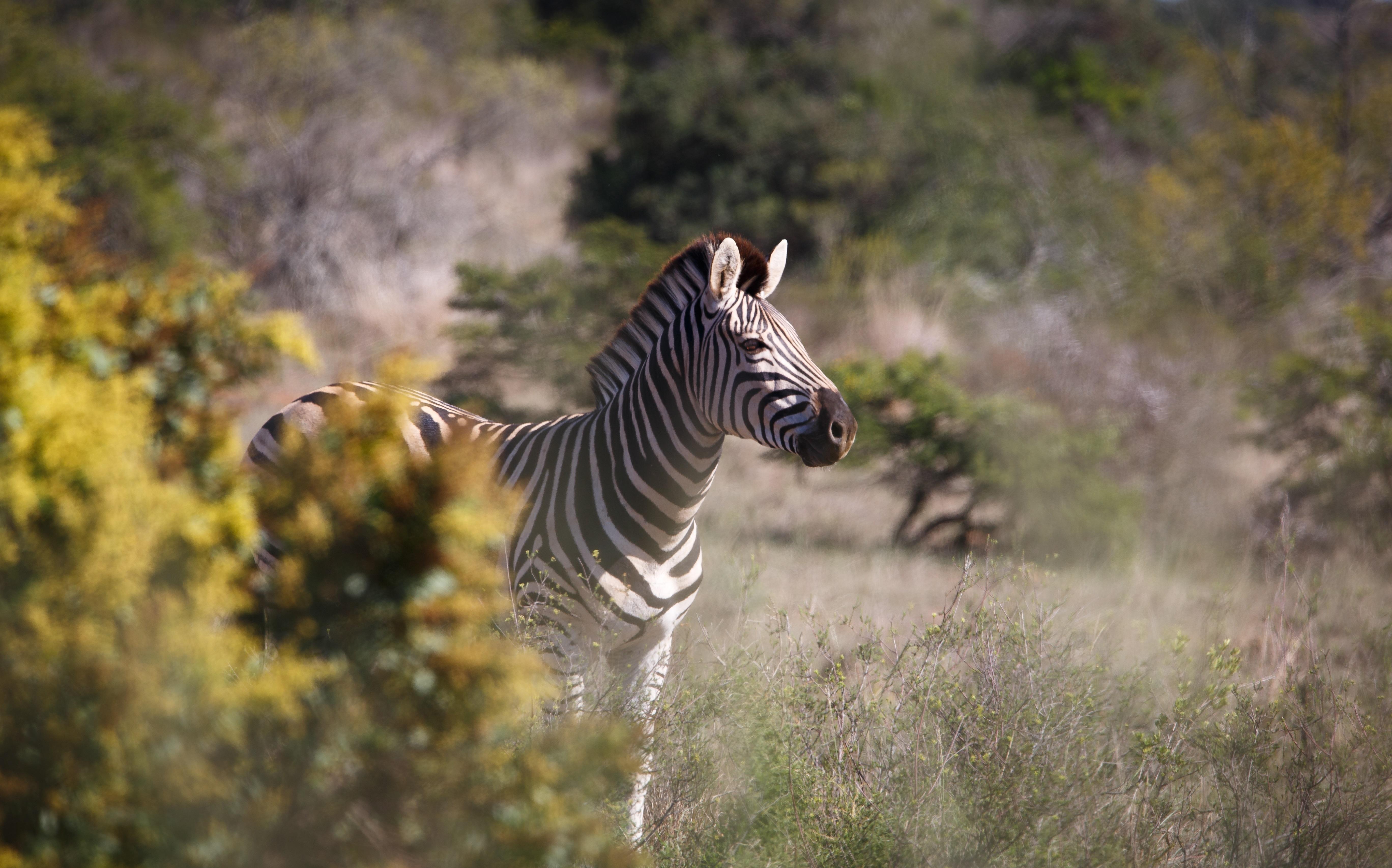 Bukela Game Lodge - Amakhala Game Reserve Zewnętrze zdjęcie