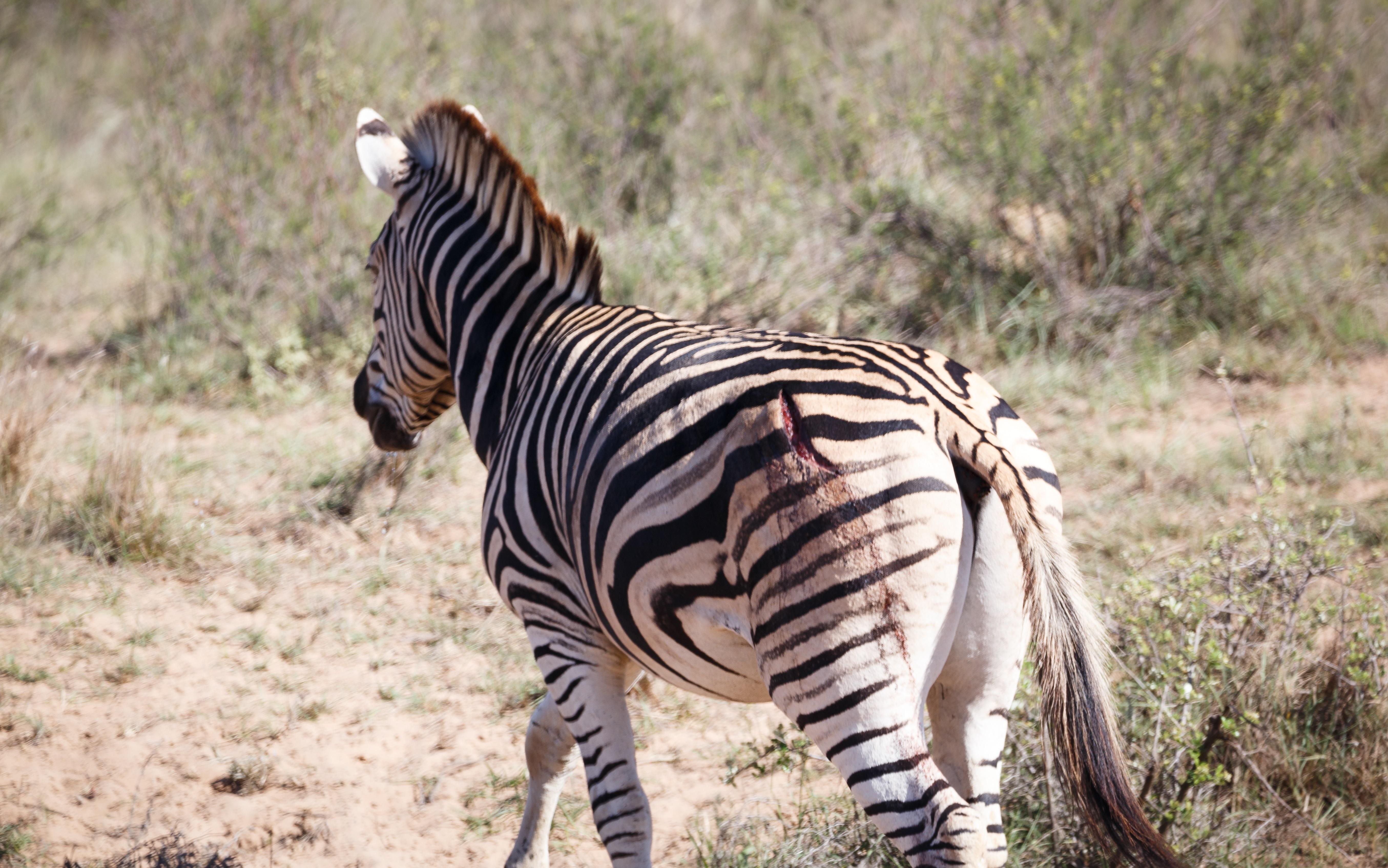 Bukela Game Lodge - Amakhala Game Reserve Zewnętrze zdjęcie