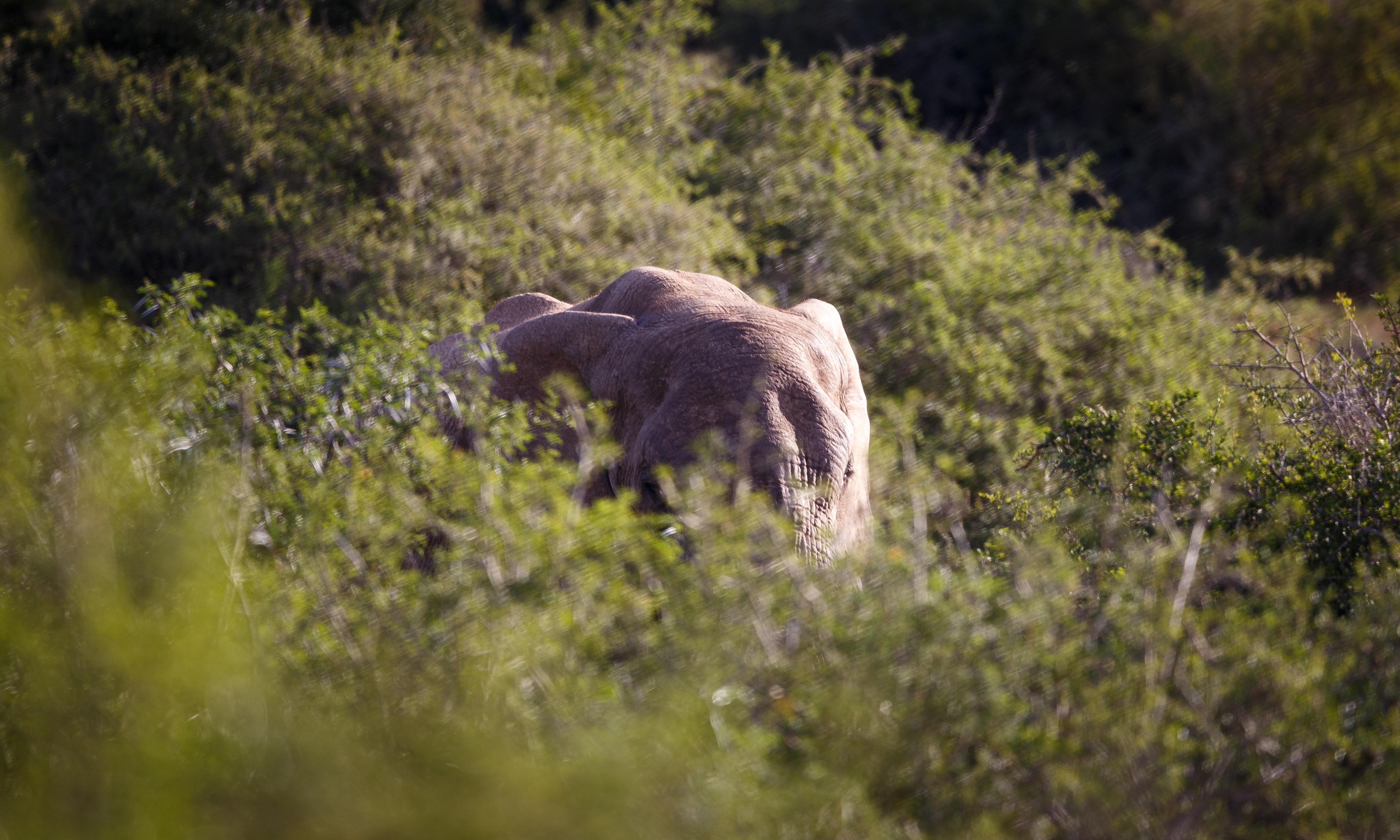 Bukela Game Lodge - Amakhala Game Reserve Zewnętrze zdjęcie