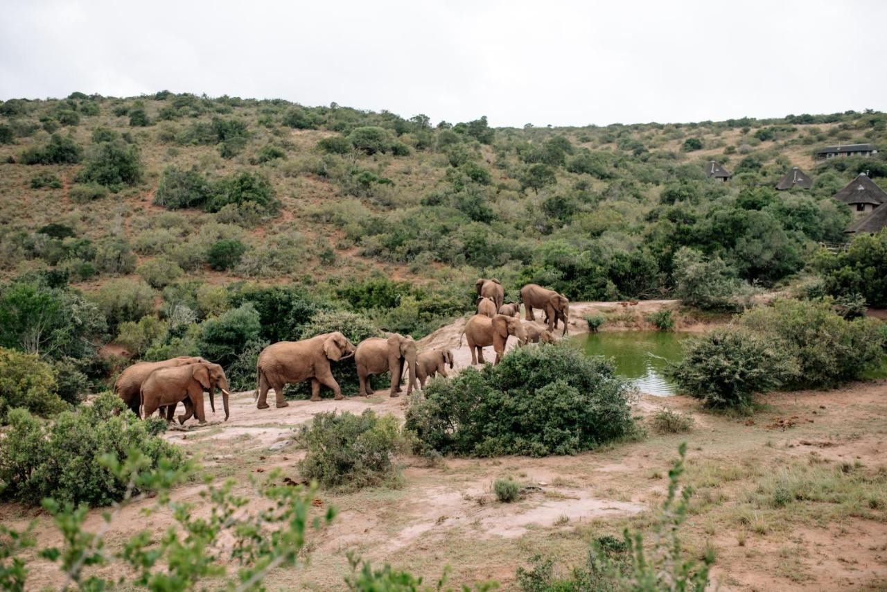 Bukela Game Lodge - Amakhala Game Reserve Zewnętrze zdjęcie