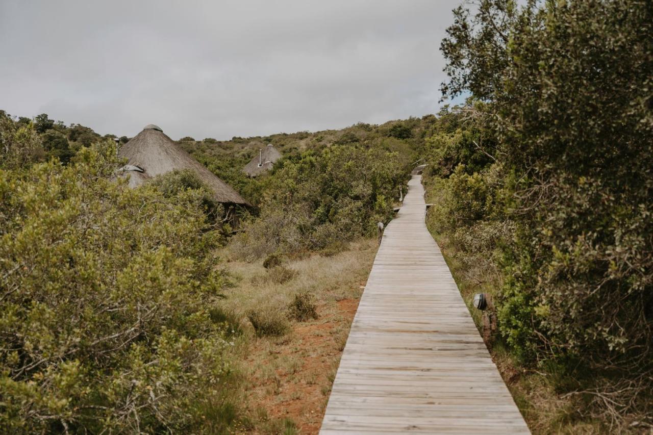 Bukela Game Lodge - Amakhala Game Reserve Zewnętrze zdjęcie