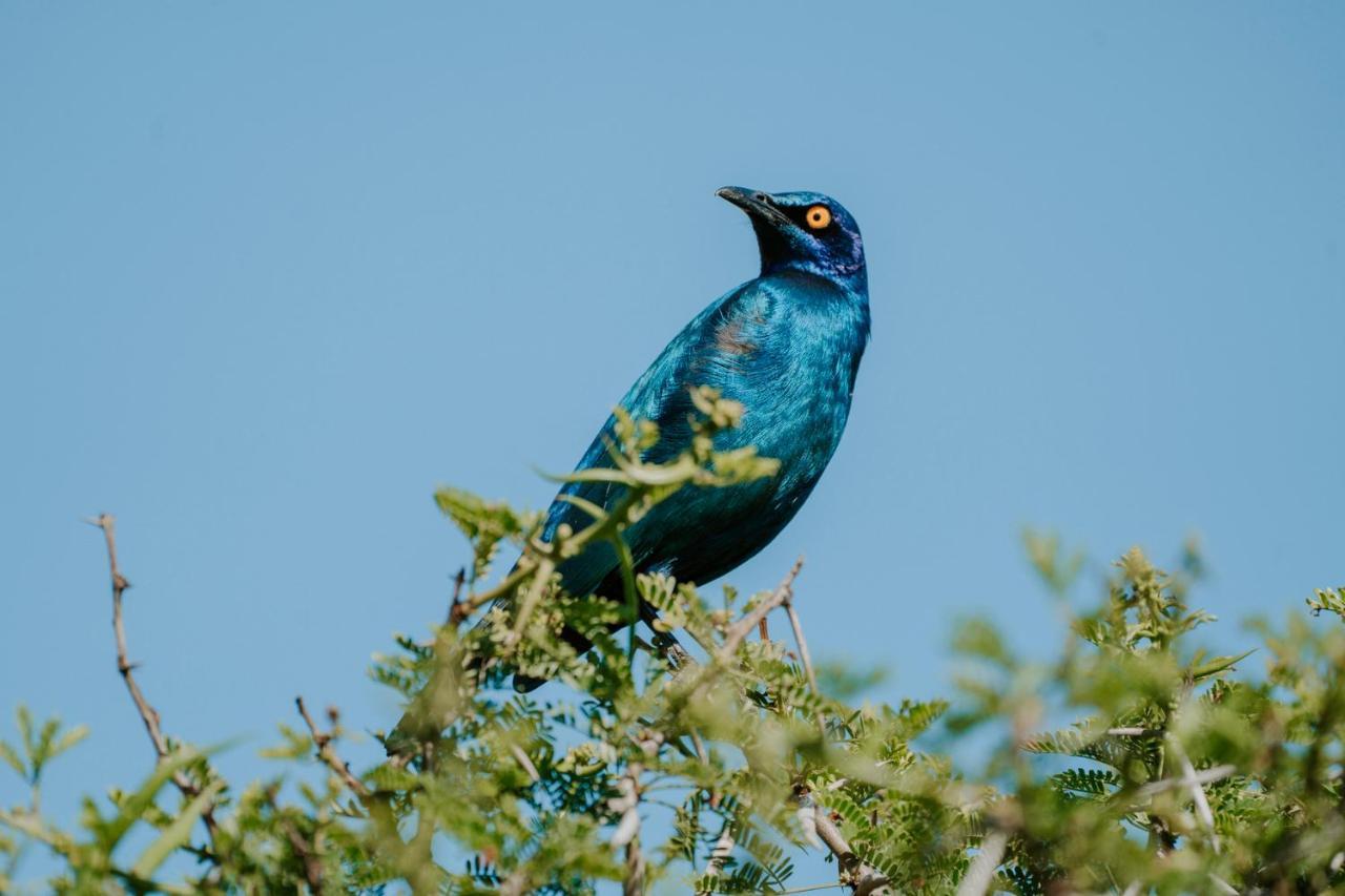 Bukela Game Lodge - Amakhala Game Reserve Zewnętrze zdjęcie