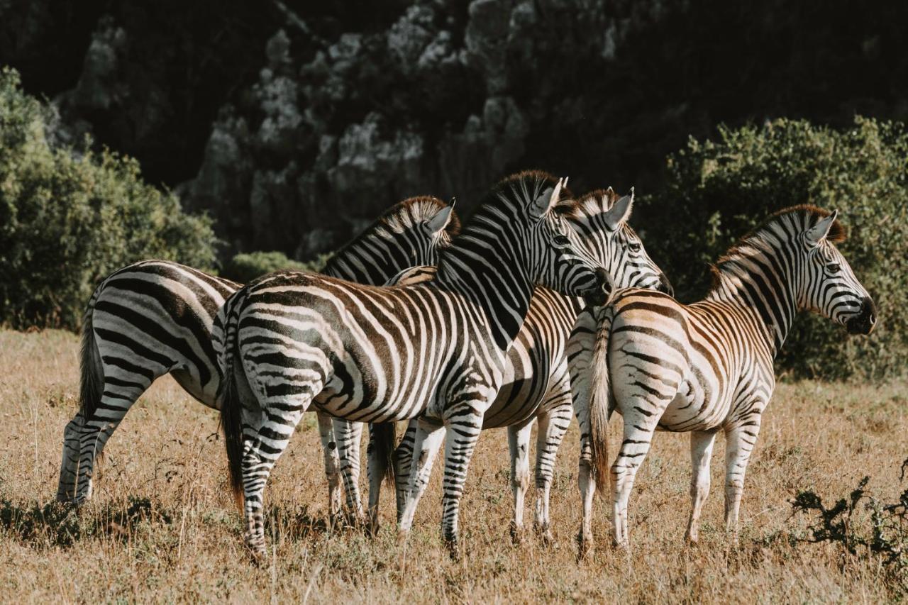 Bukela Game Lodge - Amakhala Game Reserve Zewnętrze zdjęcie