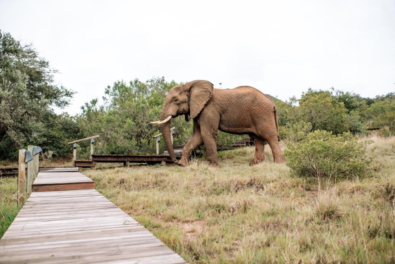 Bukela Game Lodge - Amakhala Game Reserve Zewnętrze zdjęcie