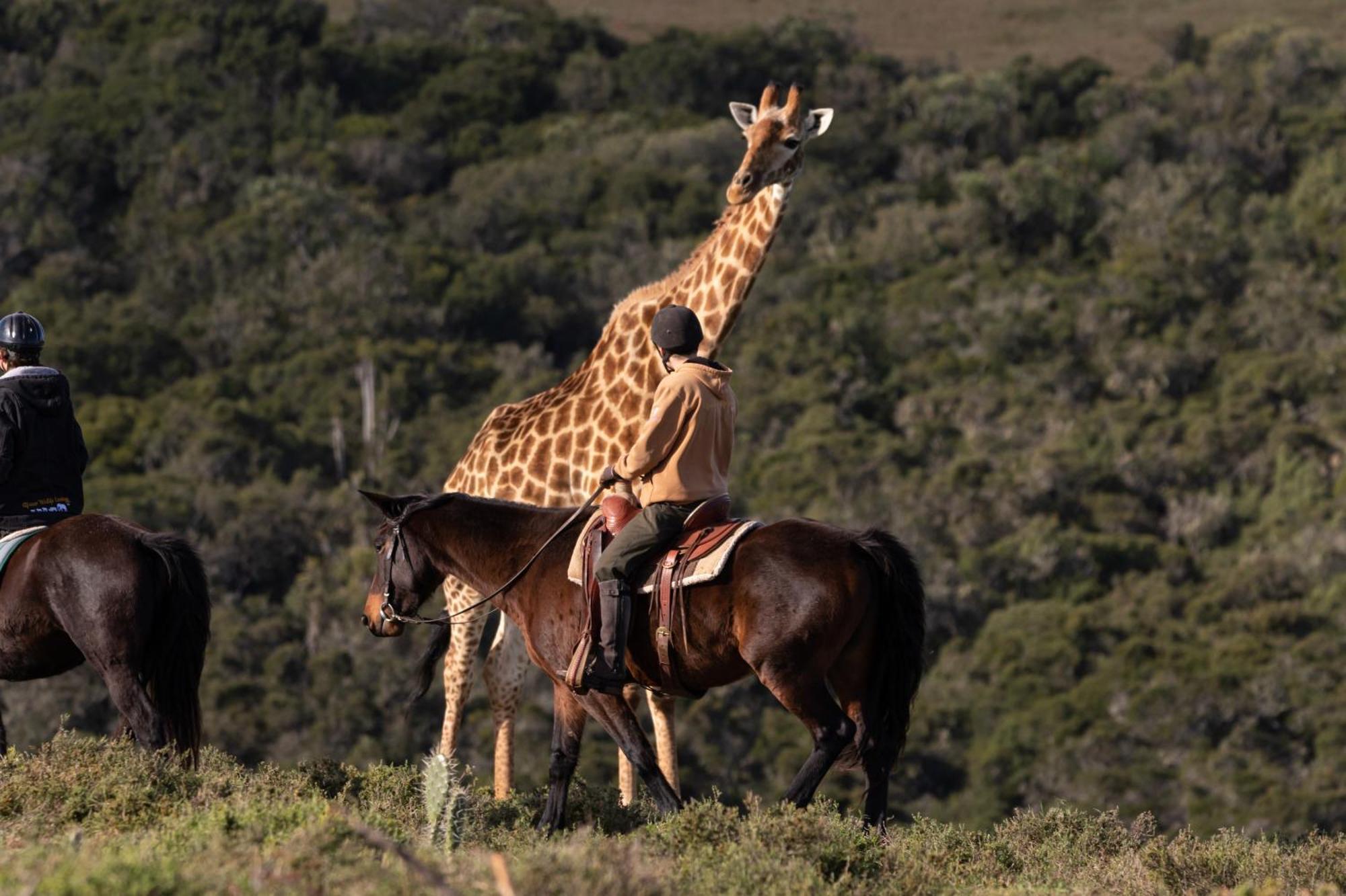 Bukela Game Lodge - Amakhala Game Reserve Zewnętrze zdjęcie