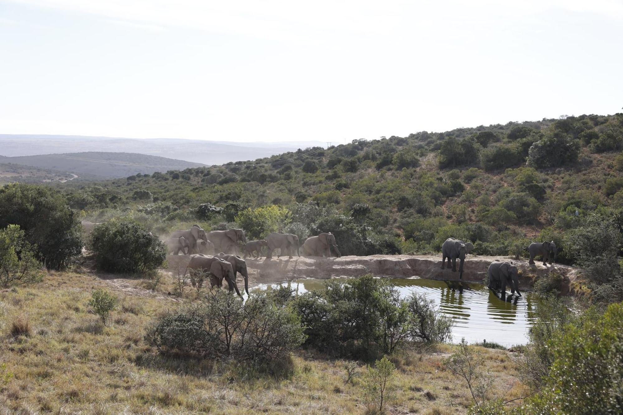 Bukela Game Lodge - Amakhala Game Reserve Zewnętrze zdjęcie