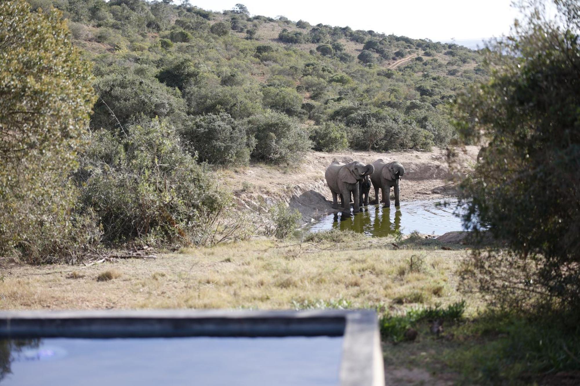 Bukela Game Lodge - Amakhala Game Reserve Zewnętrze zdjęcie