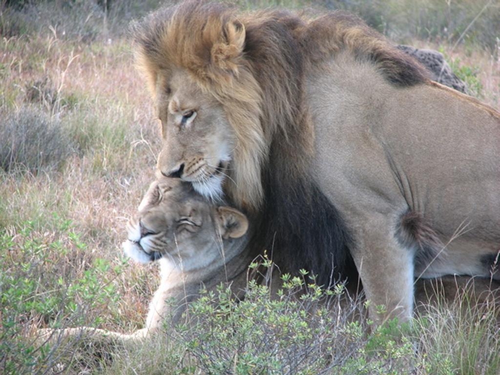 Bukela Game Lodge - Amakhala Game Reserve Zewnętrze zdjęcie