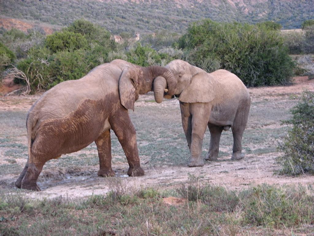 Bukela Game Lodge - Amakhala Game Reserve Zewnętrze zdjęcie