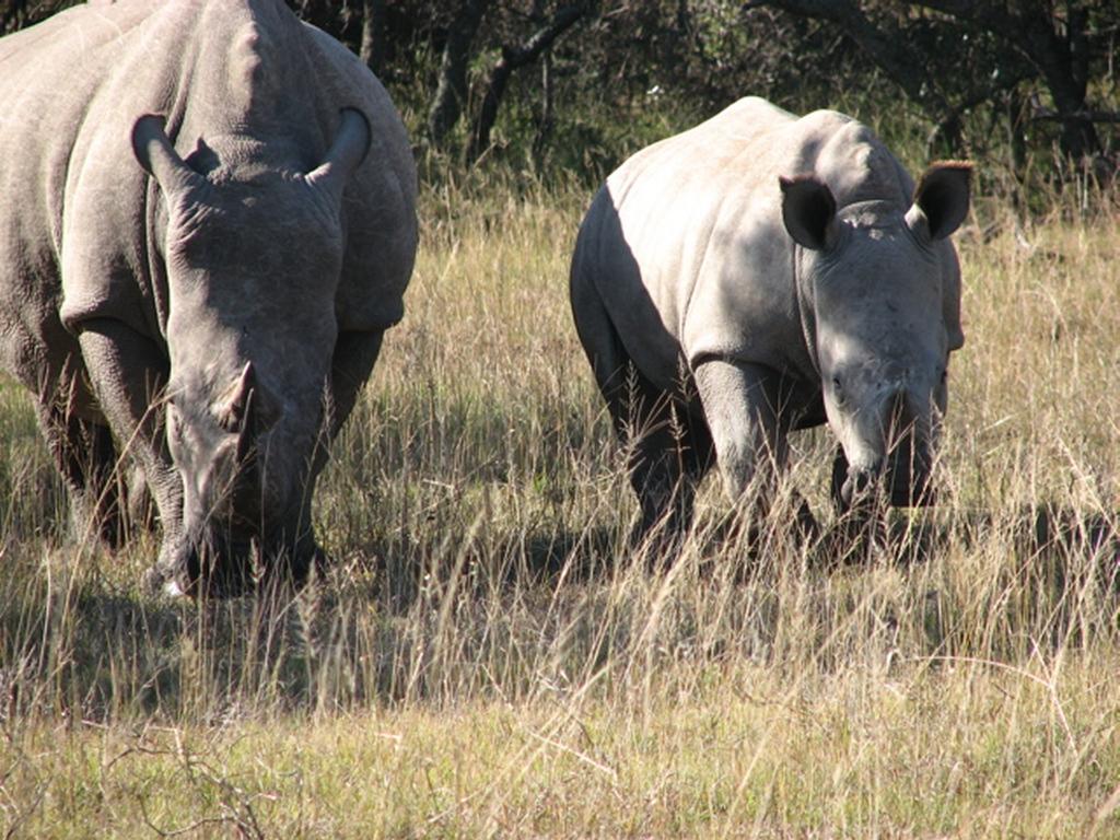 Bukela Game Lodge - Amakhala Game Reserve Zewnętrze zdjęcie