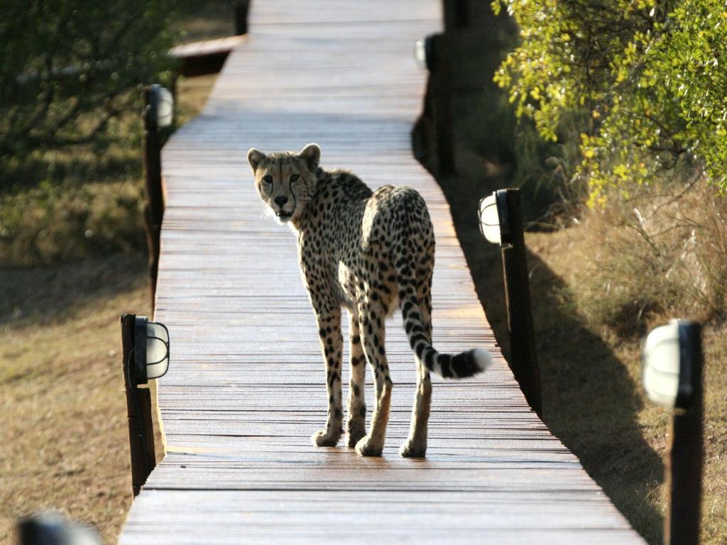 Bukela Game Lodge - Amakhala Game Reserve Zewnętrze zdjęcie