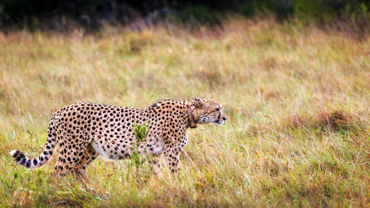Bukela Game Lodge - Amakhala Game Reserve Zewnętrze zdjęcie