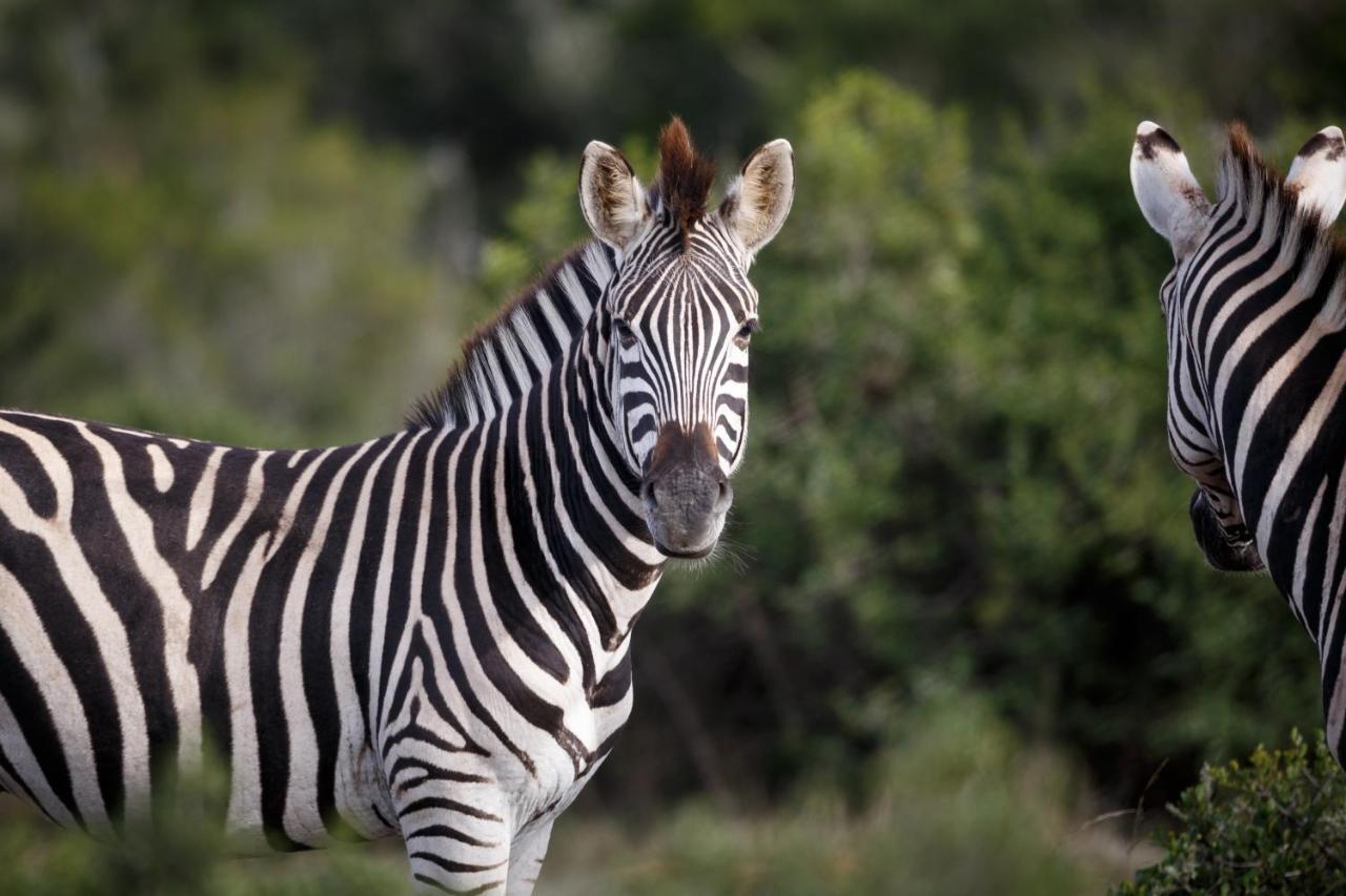 Bukela Game Lodge - Amakhala Game Reserve Zewnętrze zdjęcie